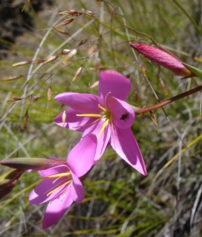 Hesperantha baurii subsp. baurii reddish bud